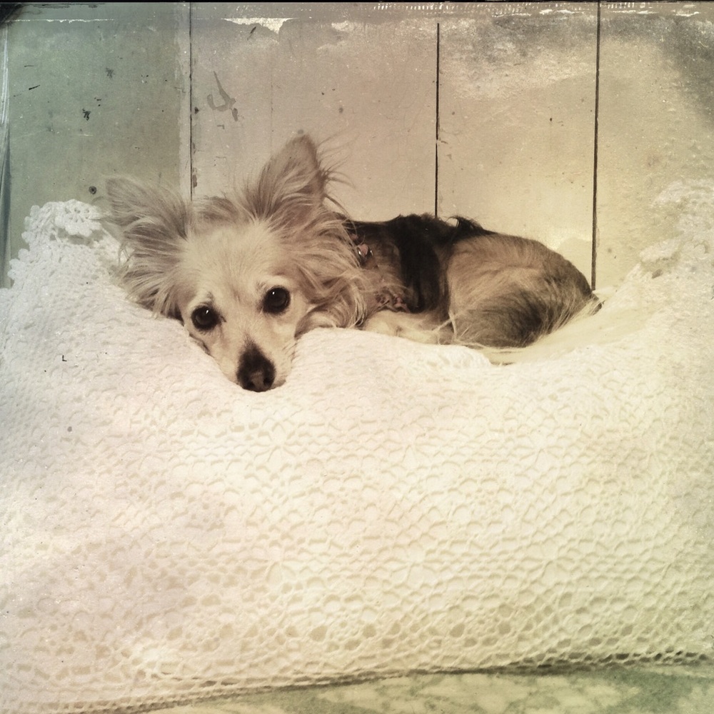 Meet your Posher, Dreamsofthefox